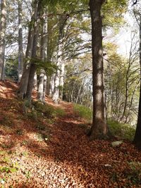 Herbstwald